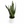 Sansevieria 'Zeylanica Zebra' (Snake Plant)