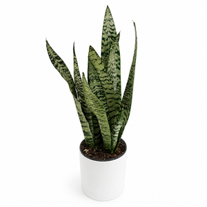 Sansevieria 'Zeylanica Zebra' (Snake Plant)