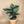 Calathea Ornatha (Pinstripe Plant)