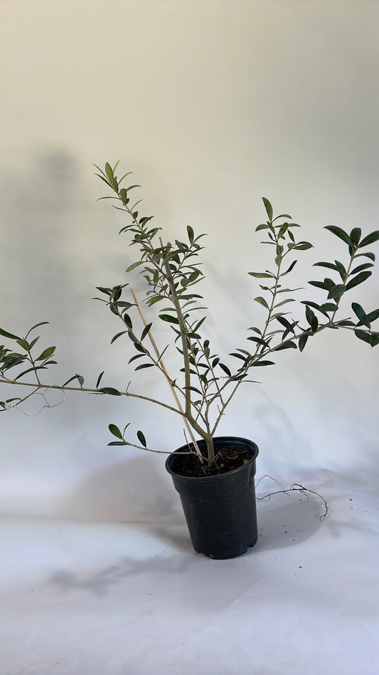 Olive tree 6" house  plant | live plant