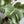 Philodendron White Knight