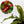 Nepenthes 'Bloody Mary' (Tropical Pitcher Plant)