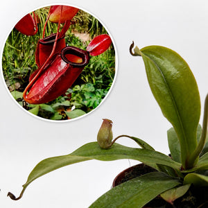 Nepenthes 'Bloody Mary' (Tropical Pitcher Plant)