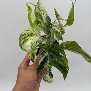 Epipremnum Pinatum Marble Flame