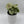 Syngonium 'Orn Thong'
