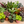 Easy-Care Mystery Bundle Box - Low Maintenance Plants