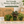 Pet Friendly Mystery Bundle Box - 3 Non-Toxic Plants