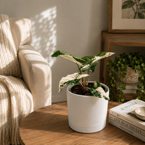 Syngonium Albo