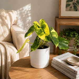 Variegated Philodendron Burle Marx