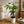 Braided Money Tree