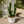 Montrose Apple Cactus