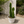 Euphorbia Candelabra