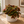 Velvet Rose Begonia