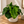 Philodendron ‘Atom’