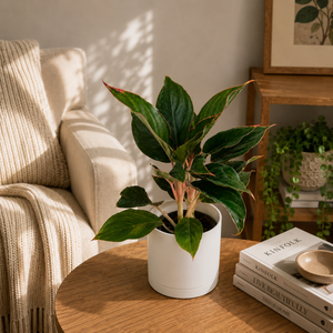 Aglaonema 'Suzanne'