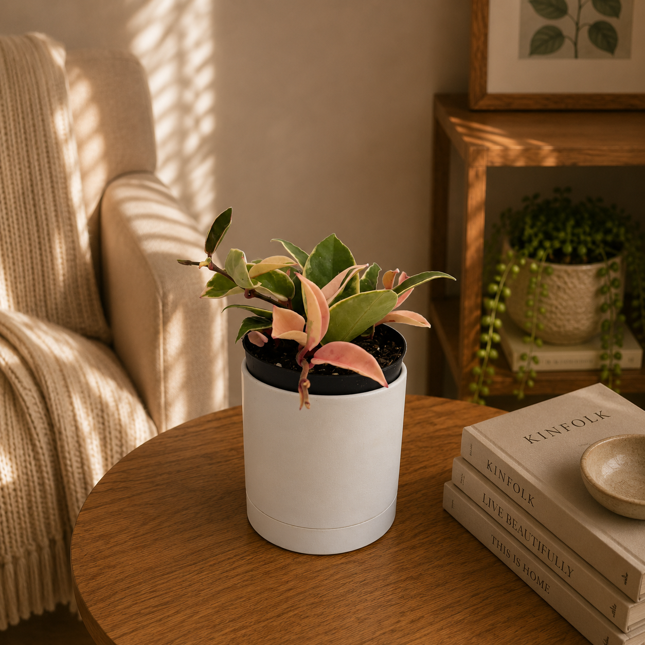 Runo Plants Hoya Krimson Queen - Thumbnail 5