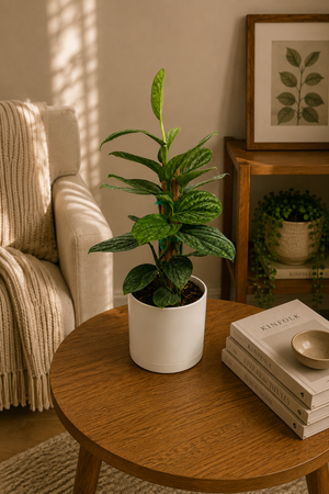Monstera Peru