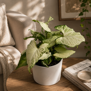 lizard pothos Runo Plants | Easy Care & Beginner Plants