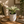Philodendron Birkin