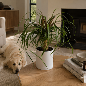 philodendron molten dragon Runo Plants | Indoor Plants