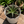 Blue Agave