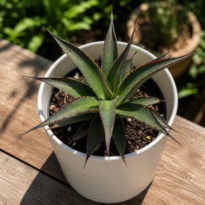 Blue Agave