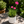 Firewitch Dianthus
