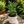 Rue Plant