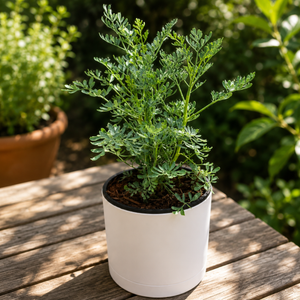 Rue Plant
