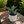 Blue Agave Americana