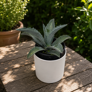Blue Agave Americana