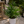 Cat Palm