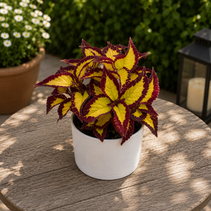 Coelus Plant