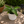 Mother of Thousands Plant (Kalanchoe Laetivirens)