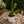 Variegated Opuntia Prickly Pear Cactus