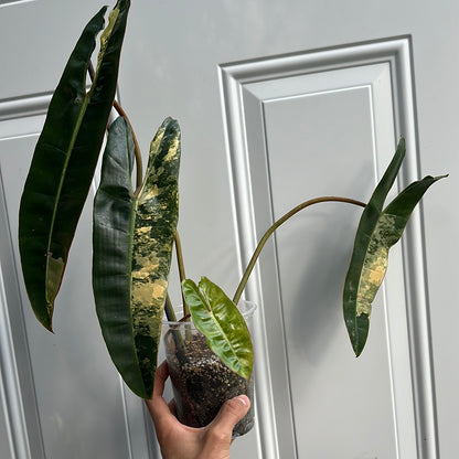 Philodendron billietiae variegated large leaves PBV1