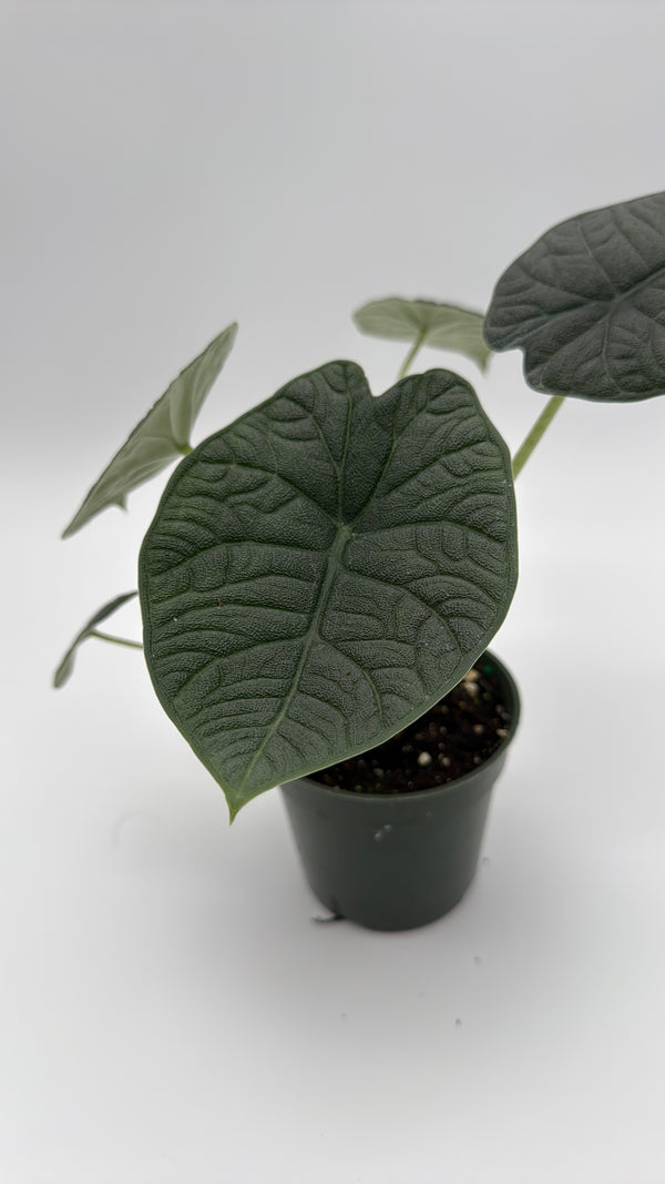 Alocasia Melo 4" Pot