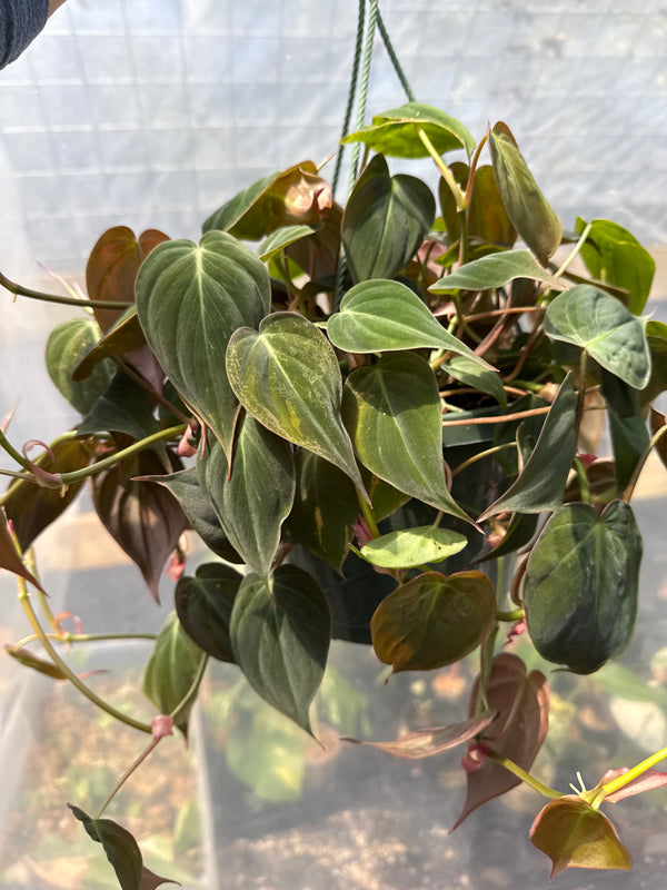 Philodendron Micans