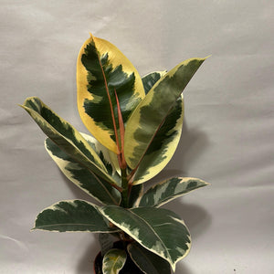 Variegated Ficus Elastica Tineke