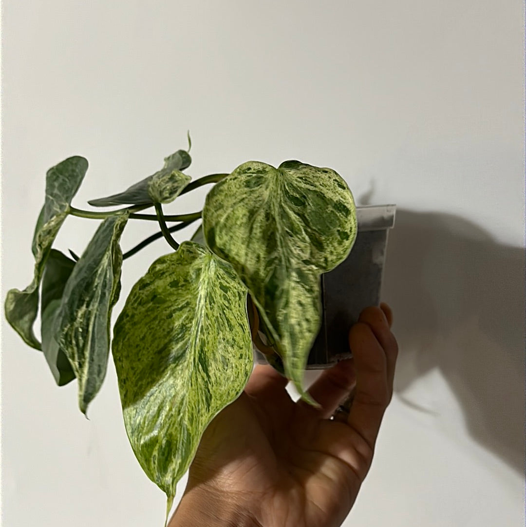 Philodendron Hederaceum Variegated (Heart Leaf) mutated