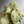 Syngonium Milk Confetti