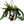 Twisted Lipstick (Aeschynanthus Rasta)