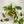 Philodendron Silver Stripe