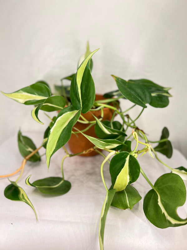 Philodendron Silver Stripe