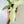 Philodendron Florida Ghost White