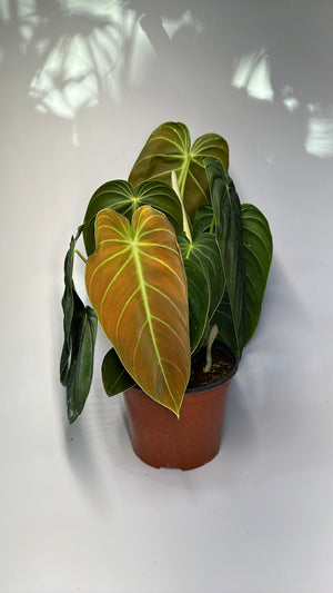 Philodendron Melanochrysum