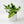 Pothos Marble Queen