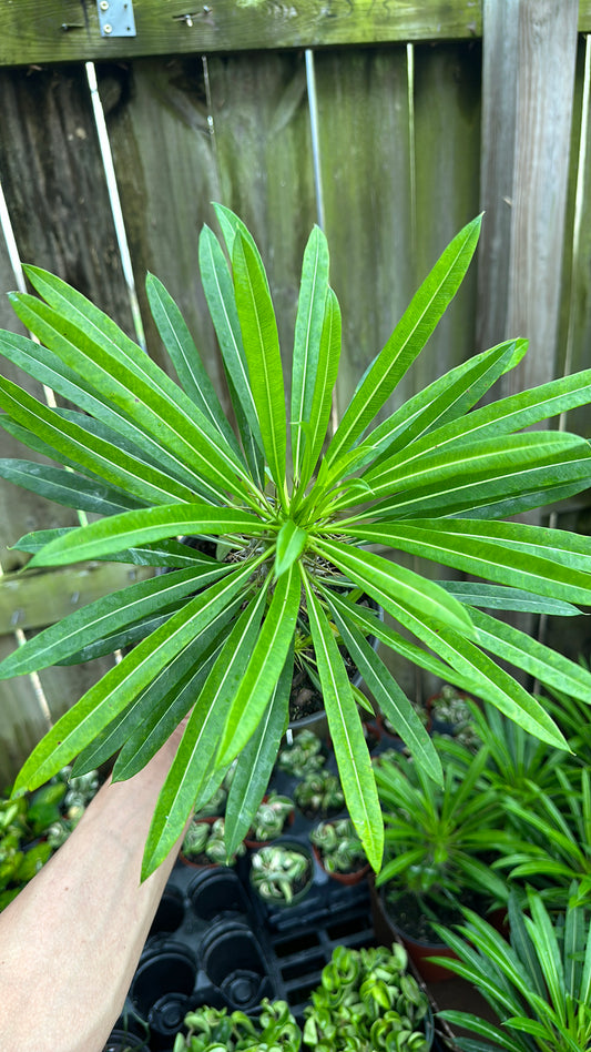 Madagascar Palm 6"