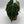 Anthurium Crystallinum
