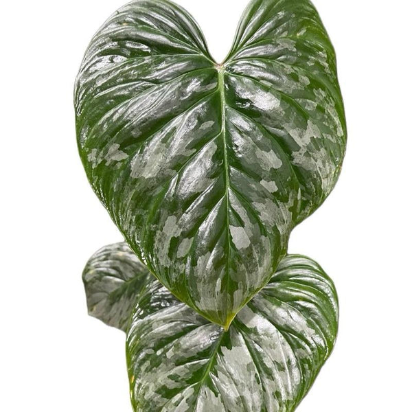 Philodendron Majestic